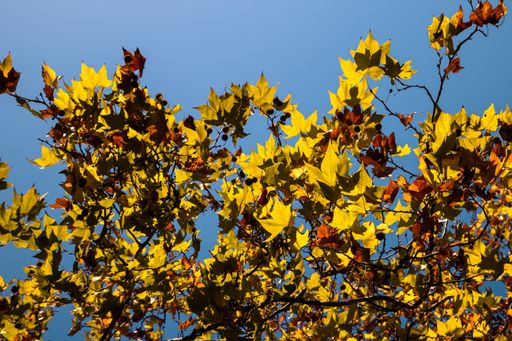 A low angle shot of a tree with dry yellow maple leaves under a blue sky - great for a natural wallpaper