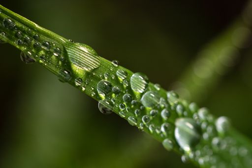 A macro shot of water droplets on the leaf of a green plant. Perfect for wallpaper