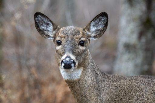 A closeup shot of a deer with huge eyes in the forest isolated on an abstract backgrou