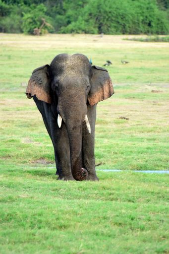 A cute Ceylon elephant walking on grass and searching for food