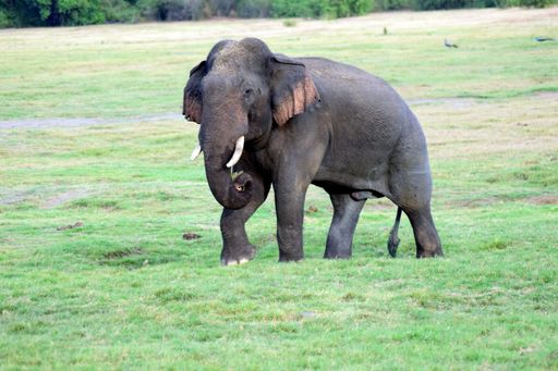 A cute Ceylon elephant walking on grass and searching for food