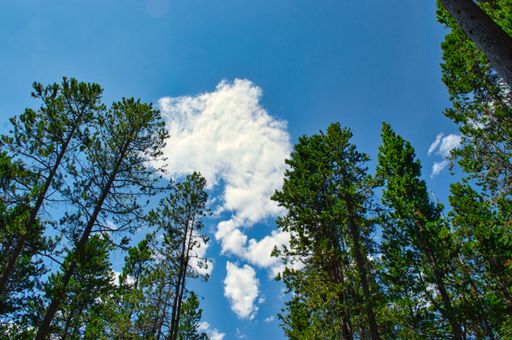 A low angle shot of growing tall trees under a clear sky in a forest