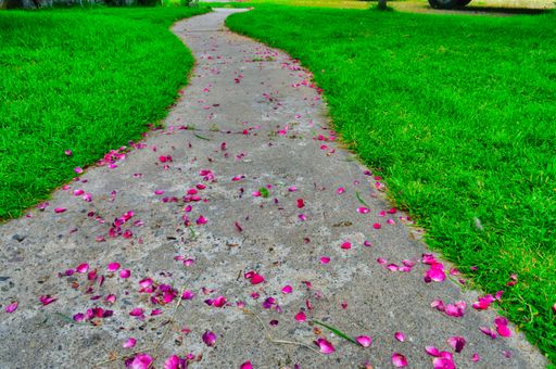 A closeup shot of a pathway with rose petals surrounded by grass