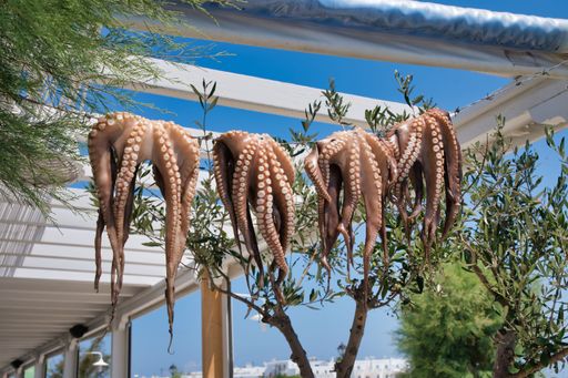 A closeup of several octopuses hanging to dry before cooking them fresh. A village in Greece