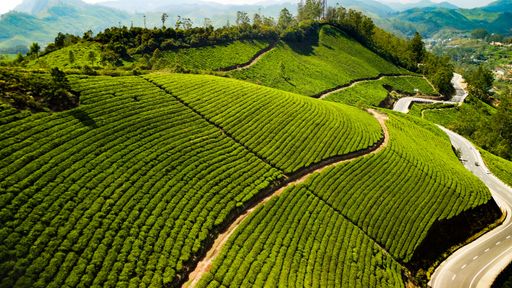 An aerial view of a road surrounded by a wide tea plantation