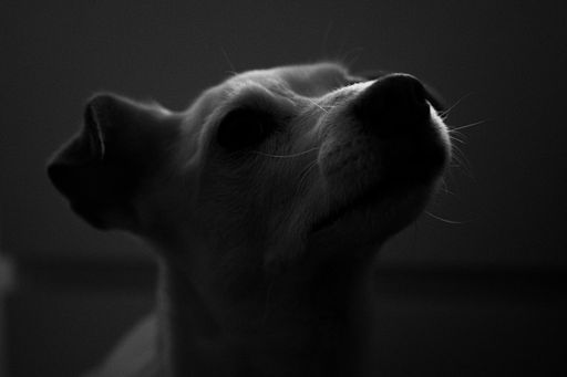 A grayscale shot of a dog on blurred background