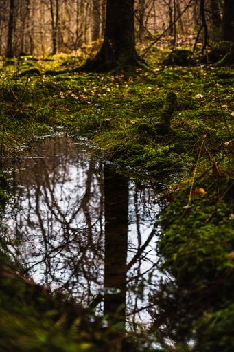 A selective focus shot of a tree reflected from the rainwater puddle