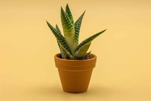 A closeup of a Aloe vera in a flower pot on a yellow background
