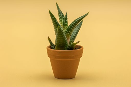 A closeup of a Aloe vera in a flower pot on a yellow background