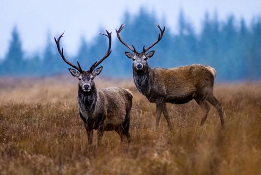 Two Red Deer stags with impressive antlers stand in an open meadow dotted with trees