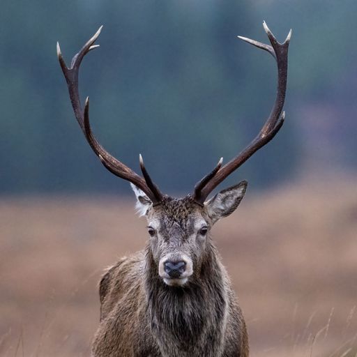 A closeup shot of a Red deer stag with its antlers spread wide, looking directly at the camera