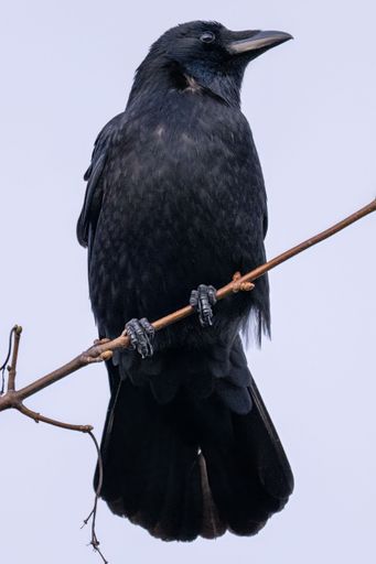 A vertical shot of a black crow perched on a tree branch at dusk