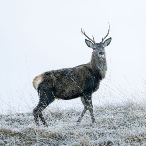 A majestic red deer stag standing atop a hilly meadow blanketed with a fresh layer of snow