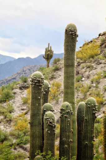 A scenic view of tall green Saguaro cactus plants growing against a backdrop of a rocky hillside under a bright sunny sky