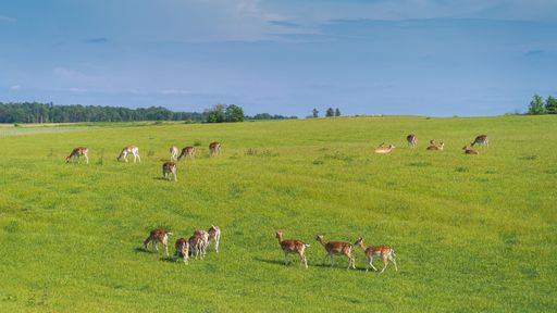 An aerial view of group of adorable European fallow deer grazing in lush green meadow