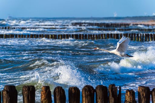 A shallow focus shot of a mute swan flying above piles of breakwater in wavy sea