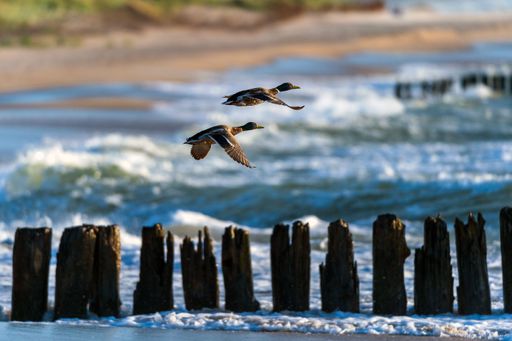 A shallow focus shot of mallard ducks flying above piles of breakwater in wavy sea