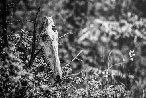A grayscale selective focus shot of an animal skull set on top of twigs