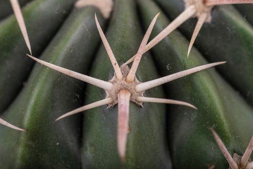 An extreme closeup shot of thorns of a barrel cactus