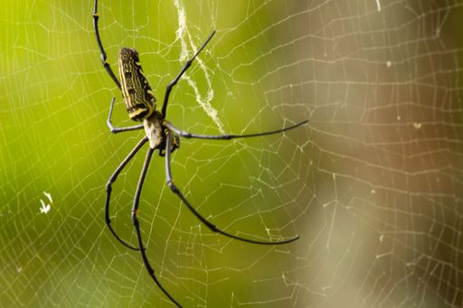 A large spider suspended in its web in the air, isolated against a neutral background