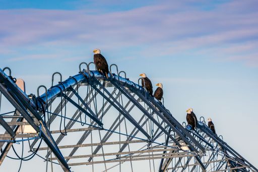 Majestic bald eagles perched on a water line