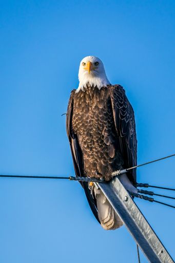 A majestic Bald Eagle perched atop a metal pole against a vibrant blue sky