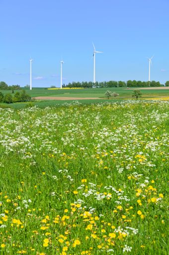 A lush green meadow with white and yellow flowers and wind turbines in the background