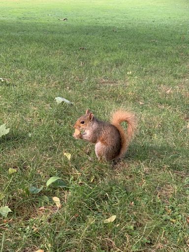 A vertical shot of a cute squirrel sitting on the green grass