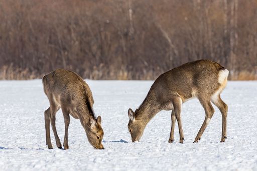 Two deers standing in a snow-covered field looking for food