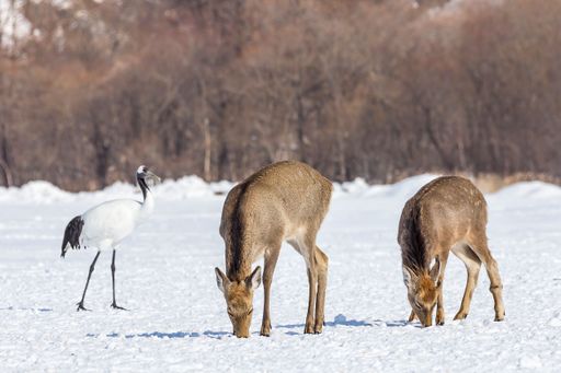 Two deers standing in a snow-covered field looking for food with a crane bird in the background