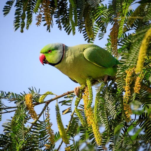 A closeup shot of a beautiful green parrot sitting on a branch of a tree with leaves