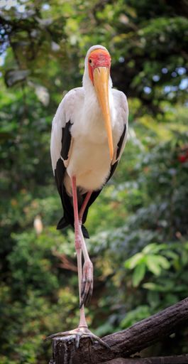 A vertical closeup shot of a beautiful pelican with a blurred greenery in the background