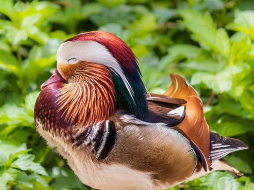 A closeup shot of a beautiful duck with blurred greenery in the background