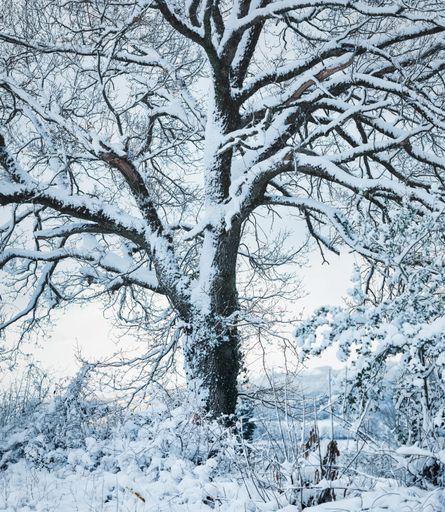 A snow-covered tree branch with a blanket of fresh snow covering the surrounding foliage