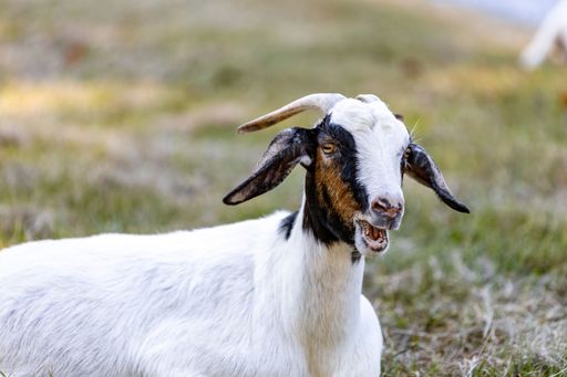 A portrait of a cute goat on the ground on a sunny day in the countryside