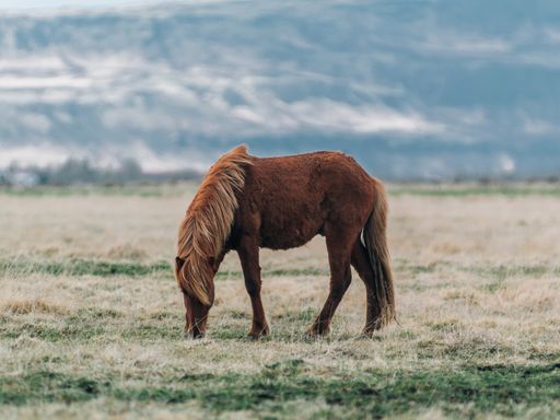 A brown horse in a field surrounded by grass under the sunlight with a blurry background