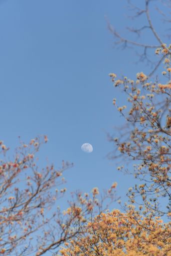 A vertical low angle shot of a moon in a clear blue sky and beautiful flowering tree branches