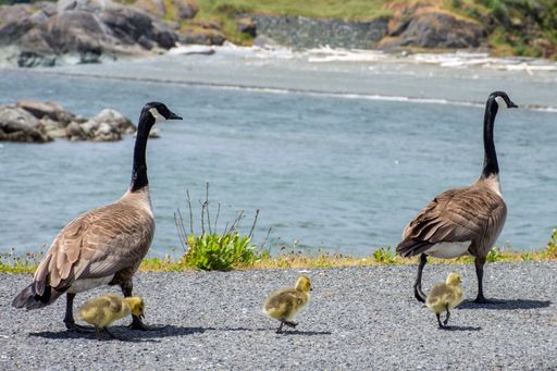 A view of geese and goslings near lake