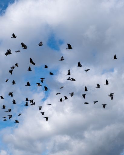 A flock of birds flying against a cloudy sky background