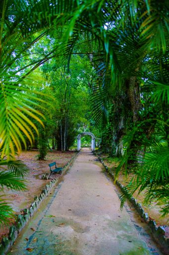 A beautiful shot of an alley running through the forest