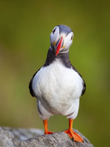 A friendly adorable puffin with colorful plumage and large brightly colored beak perchedon a rock surface with a nature background