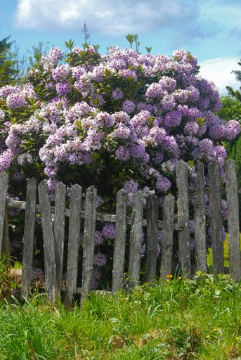 A vertical shot of beautiful wisteria flowers with wooden fence