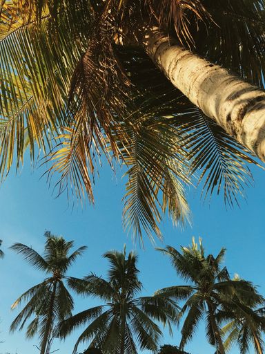 A low angle vertical shot of tropical sunlit palm trees under a clear sky in the summertime