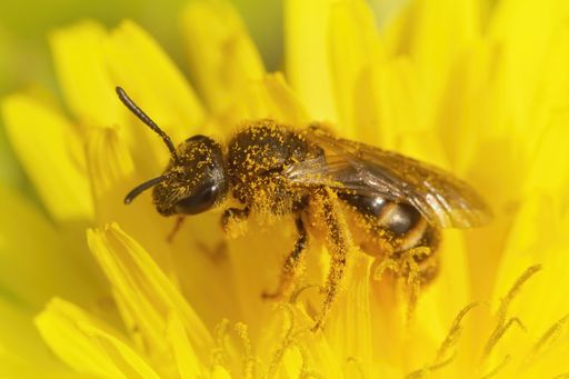 A closeup of a female sweat bee Lasioglossum calceatum on a yellow dandelion flower