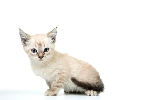 A closeup shot of a white kitten lying on a white background