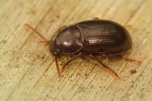 A high angle macro shot of a Darkling Beetle, Nalassus laevioctostriatus