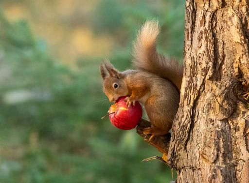 A closeup of a red squirrel eating a ripe red apple on tree in the forest.