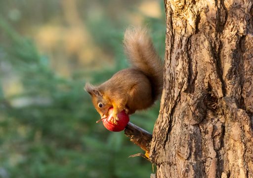 A closeup of a red squirrel eating a ripe red apple on tree in the forest.