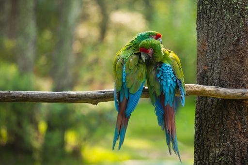 A selective focus shot of exotic colorful birds perched on a tree branch