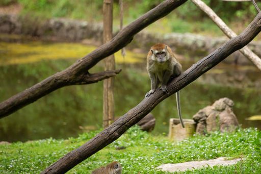 A selective focus shot of a monkey on the wood with a lake in the background